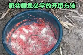 春季野钓鲫鱼红虫肉夹馍开饵方法，这样开饵红虫和饵料融合最均匀
