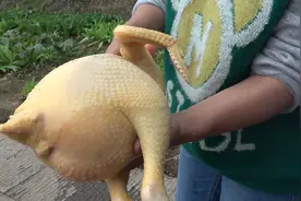 养了一年的鸡，越肥越好，它的油可值钱了，知道的人很少视频封面