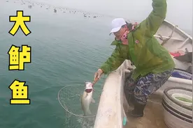 小妹买几斤虾放排钩，大鲈鱼差点挂机器上好险，拉起会咕咕叫的鱼