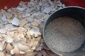 花肥不用买，捡一堆鸡蛋壳，做成“万能养花肥”，养啥都旺盛视频封面