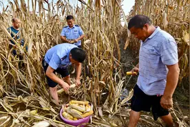 地里一亩多地玉米被泡，村民因腿疾无法下地，民警赤脚帮掰玉米视频封面