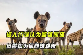 被人们误认为雌雄同体，斑鬣狗为何雌雄难辨？它们如何繁衍后代？