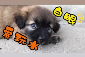 小狗崽喜欢玩水，趴在水里不起来，姿势太萌啦