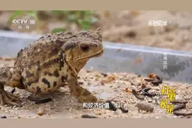 中医以蟾蜍入药，主要是利用蟾蜍耳后腺上的蟾酥，该如何摘取？