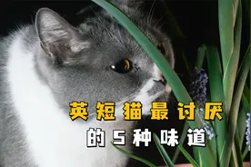 英短猫最讨厌的5种味道，你知道几种？视频封面