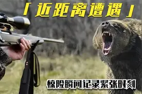 猎人与熊近距离遭遇，5个惊险瞬间记录紧张时刻视频封面