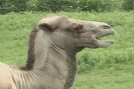 动物科学：沙漠中的骆驼，竟喜欢吃带刺的植物，怎么下得去嘴视频封面