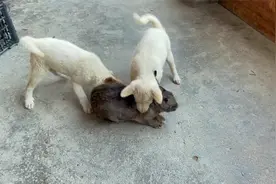 如何训练下司犬小狗捕猎？主要靠狗自身天性优势和后天实战训练视频封面