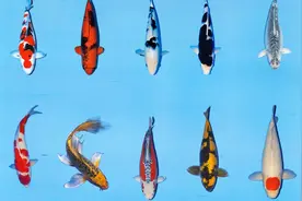 锦鲤品种大全，教你鉴别锦鲤品种