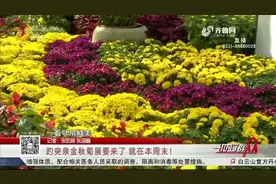 趵突泉金秋菊展25日开幕，菊香沁人心脾，游客畅游“花的海洋”