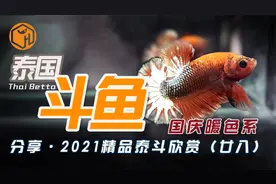 精品泰国斗鱼欣赏（28）精品斗鱼分享，经典水族热带鱼，持续更新