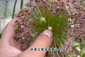 大花葱花后“养球”，保证养分足，别盲目修剪，来年才能再开花
