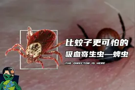 比蚊子更可怕的吸血寄生虫——蜱虫