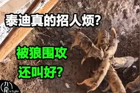 泰迪掉入被狼群围攻，网友却叫好，为什么泰迪那么讨人厌？