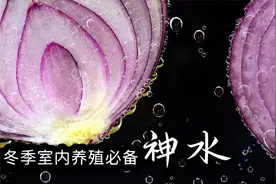 这种水促花增色，壮根驱虫，冬季室内种植缺不了，洋葱水的妙用？