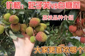 5月份的荔枝品种哪个好吃呢？荔枝妃子笑价格还行，白糖罂价格高