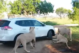 狮子咬开游客车门，游客都看见了“奈何桥”！瞬间被吓得魂丢了视频封面