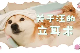 为什么要给狗狗立耳？这样做真的是对它们好吗？视频封面
