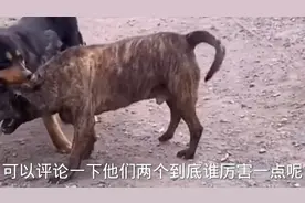 外国猛犬单挑藏獒藏獒咬着对方耳朵不松开耳朵差点被撕掉！视频封面