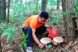 采蘑菇的季节到了，松树林里长出各种蘑菇，大家看哪种能吃？