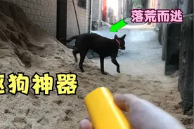 号称狗见愁的“驱狗神器”，再凶的狗也不敢靠近？视频封面