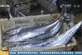 青岛春鲅鱼成“抢手货”，肉质肥美又新鲜，市场价每斤45元左右视频封面