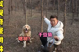 金毛发现一片奇怪的树林，树身长满倒刺树上结有豆角，这是啥树？