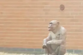 这只大猩猩身上一根毛发不长，女游客纷纷不敢直视，表示太尴尬！