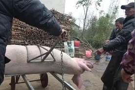 农村72岁大爷杀猪40年，技术在当地排第一，全靠他这一套杀猪工具视频封面