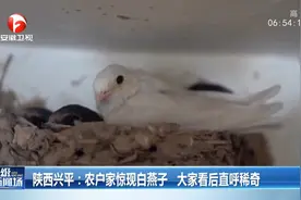 陕西一农户家惊现白燕子，大家看后直呼：稀奇！