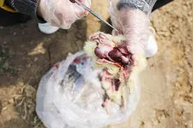 鹅得大肠杆菌与感冒如何正确分辨？发现有以下几点就要抓紧投药！