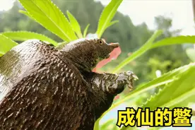 小甲鱼绝食不吃东西, 大家帮忙看看是怎么回事儿视频封面