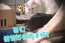 捡的小狸花猫短腿萌翻，关笼子里还伸爪挠原住猫民视频封面