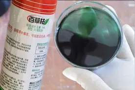 百草枯是无解的毒药吗？现在百草枯还在生产吗？视频封面