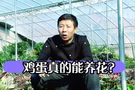 用鸡蛋壳养花，盲目使用会伤花，方法用对才能给植物“补钙”！视频封面