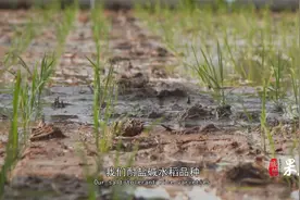 果然视频|我在山东种“海稻”视频封面