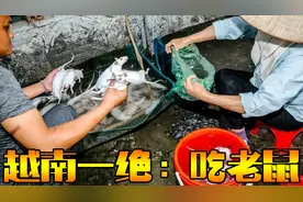 越南美食一绝：吃鼠，肉质鲜美，没有想象的可怕视频封面
