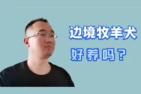 没心机的宠物主人，不要养边境牧羊犬，伤害性不大侮辱性很强视频封面