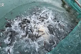 养鱼户仿野生养鱼方法，将野生罗非鱼斩碎混合酒糟拿去喂养塘角鱼视频封面