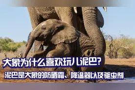 大象为什么喜欢玩儿泥巴？泥土是大象的防晒霜、降温器以及驱虫剂