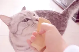 猫咪听到梳子的声音真的会呕吐吗？做个试验告诉你！视频封面