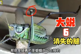 蝈蝈刚大蜕完，为什么吃掉了自己的半截腿？大神说蜕皮时卡住了！视频封面