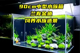 90cm中型水族箱，兰寿金鱼饲养水族造景