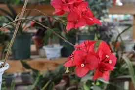 淘米水往盆里灌补充维生素，三角梅根强叶旺新芽冒，轻松花爆盆视频封面