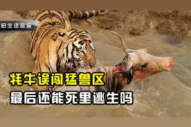江苏发情牦牛误闯猛兽区，被老虎一掌拍晕，最后还能死里逃生吗？视频封面