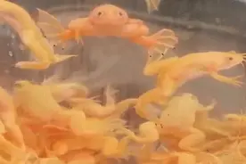 天津鱼市见到的金蟾，完全水生、皮肤金黄，又名金钱富贵蛙！视频封面