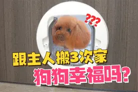 主人带着狗狗搬3次家，从50平到150平，小泰迪会觉得幸福吗？视频封面