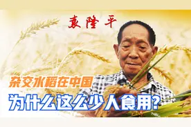 袁隆平的杂交水稻为什么在中国这么少人食用