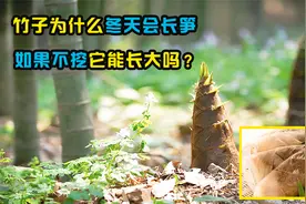 冬天竹子为什么会长笋芽，如果冬笋不被挖走，它会长成竹子吗？视频封面