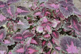 市场卖100元1斤的红色紫苏，现在很少见了，大家知道有什么用吗？视频封面